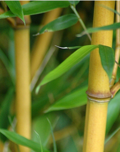 Bambus zlatý ´ Aurea ´