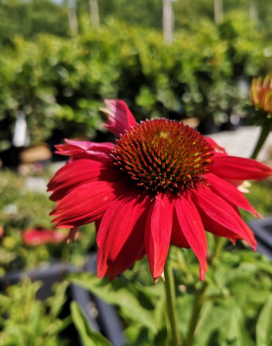 Echinacea purpurea ’Lakota Red’