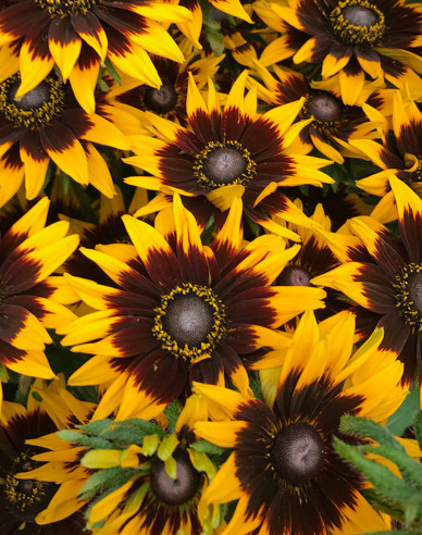 Rudbekia SmileyZ ´Tiger´