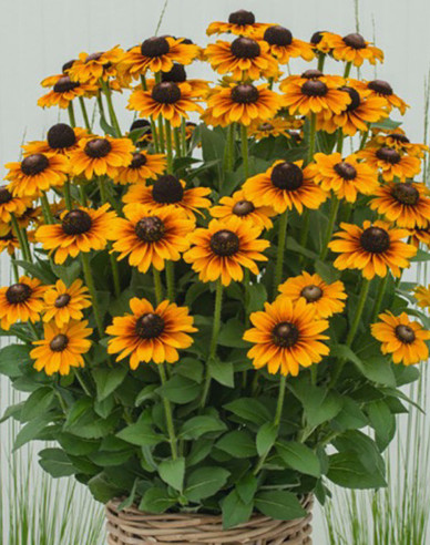 Rudbekia SmileyZ ´Tiger´