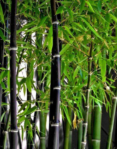 Bambus čierny 120- 130cm