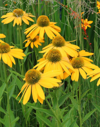 Echinacea ´Golden Skipper´