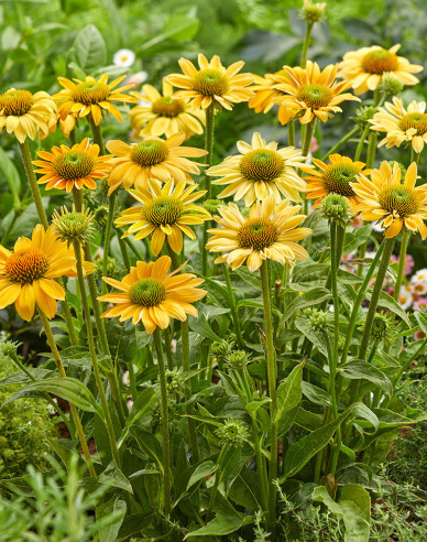 Echinacea ´Golden Skipper´