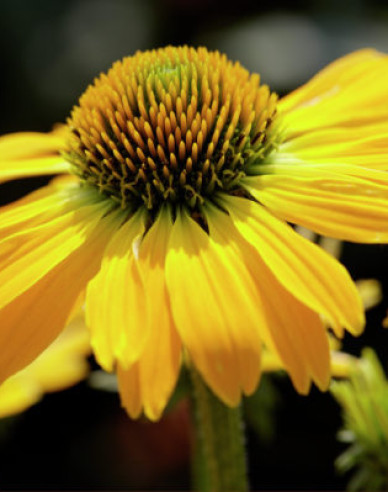 Echinacea ´Golden Skipper´