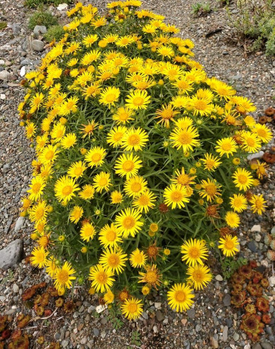 Inula ensifolia - oman ´Yellow´