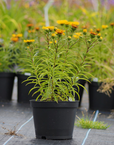 Inula ensifolia - oman ´Yellow´