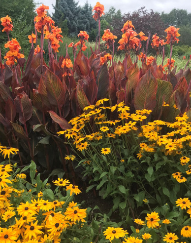 Rudbekia ´Goldsturm´