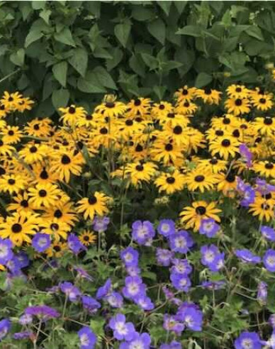 Rudbekia ´Goldsturm´