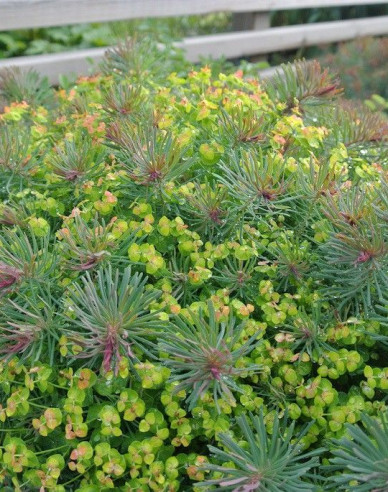 Mliečnik cyparissias ’Fens Ruby’