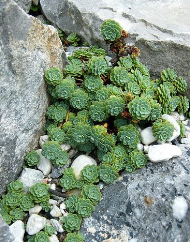 Rozchodnica (Rhodiola pachyclados)