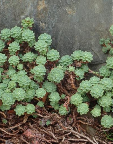 Rozchodnica (Rhodiola pachyclados)