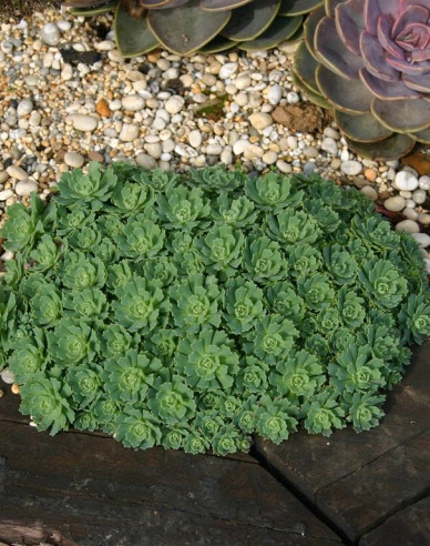 Rozchodnica (Rhodiola pachyclados)