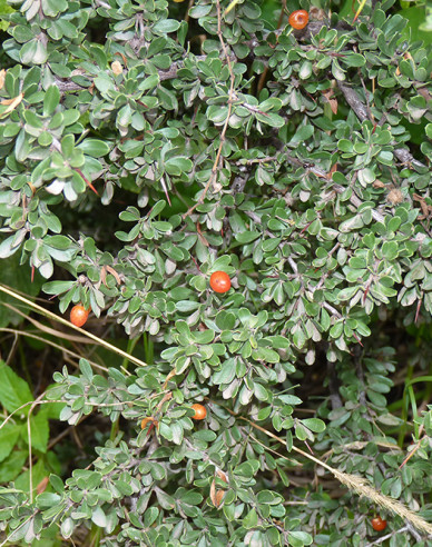 Skalník buxifolia