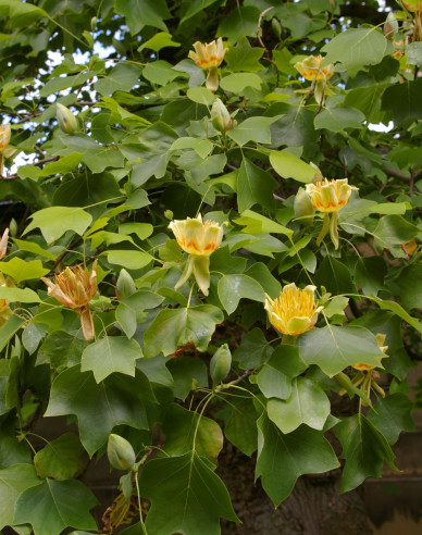 Ľaliovník tulipánokvetý  (Liriodendron tulipifera)