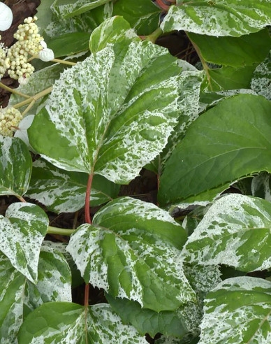 Schizophragma hydrangeoides ´Burst of Light´