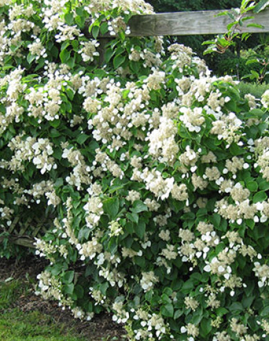 Schizophragma hydrangeoides ´Burst of Light´