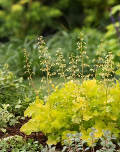 Heuchera ´Lime Marmalade´