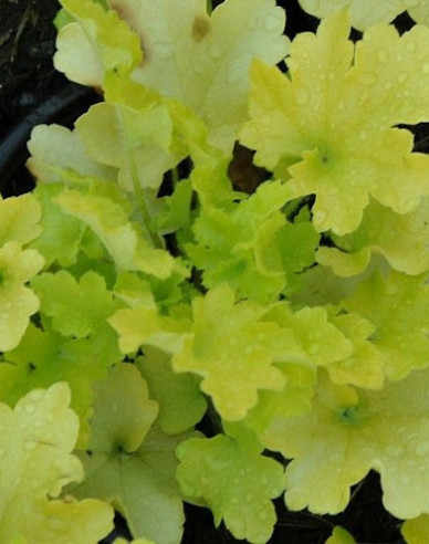 Heuchera ´Lime Marmalade´