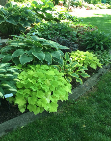 Heuchera ´Lime Marmalade´