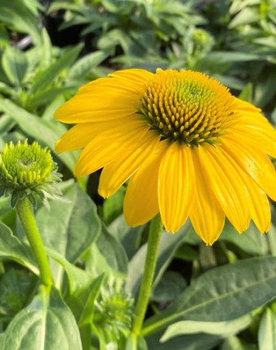 Echinacea  ’Kismet Yellow´’