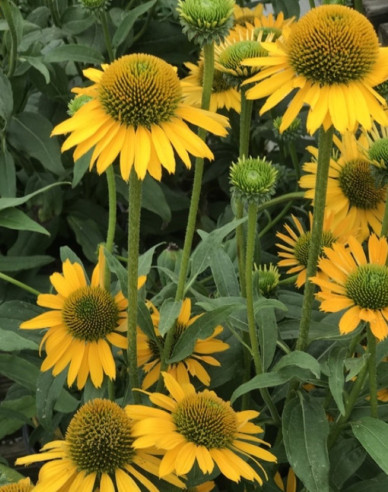 Echinacea  ’Kismet Yellow´’