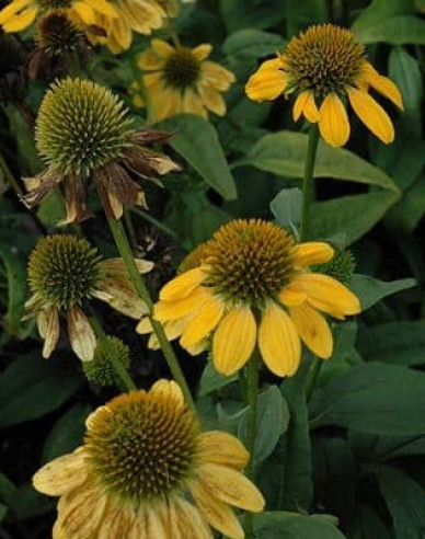 Echinacea  ’Kismet Yellow´’