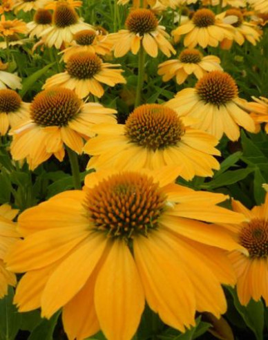 Echinacea  ’Kismet Yellow´’