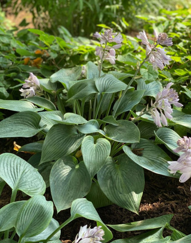 Hosta  ´Halcyon´