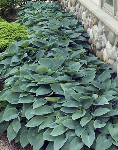 Hosta  ´Halcyon´