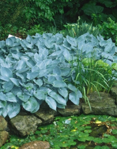 Hosta  ´Halcyon´