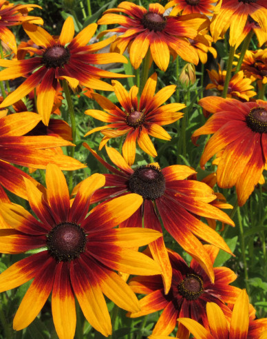 Rudbekia ´Happy Smiley´