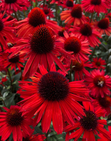 Echinacea  ’Fountain Red’