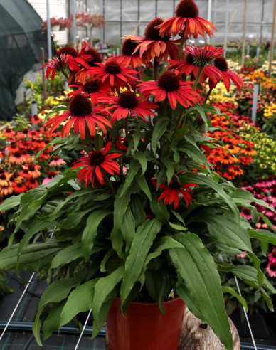 Echinacea  ’Fountain Red’