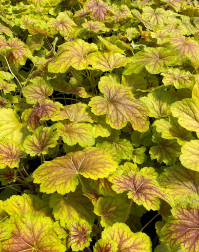 Heuchera ´Delta Down´