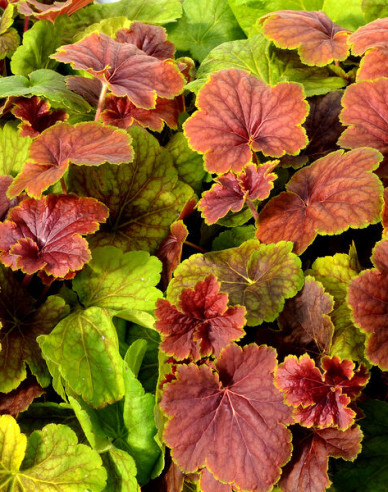 Heuchera ´Delta Down´