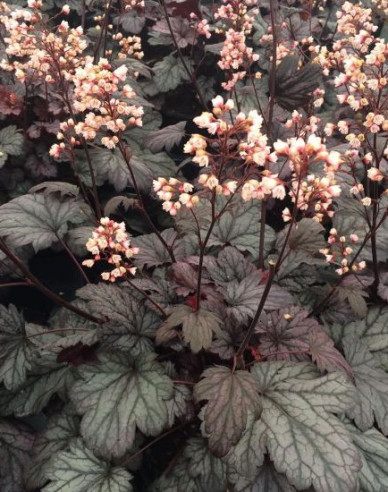 Heuchera ´Shanghai´