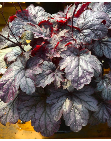 Heuchera ´Shanghai´