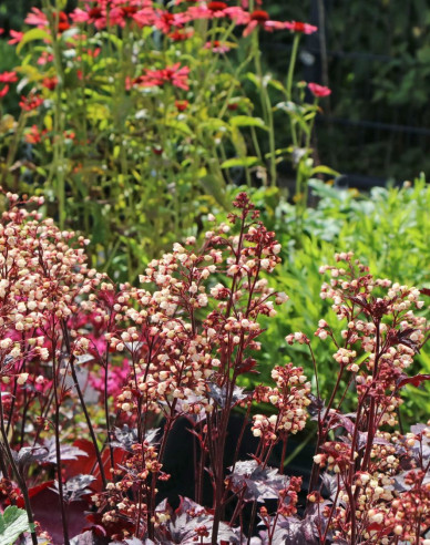 Heuchera ´Shanghai´