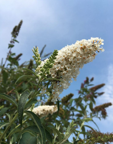 Budleja davidii ’White Profusion´