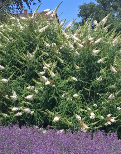 Budleja davidii ’White Profusion´