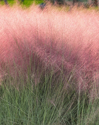 Muhlenbergia capillaris