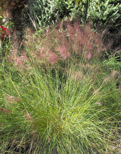 Muhlenbergia capillaris