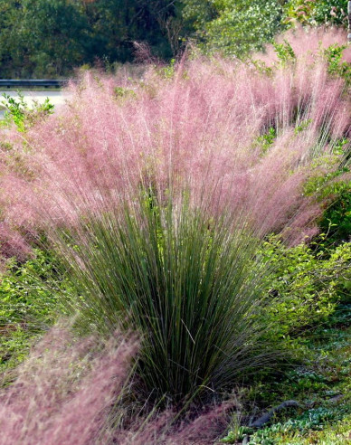 Muhlenbergia capillaris