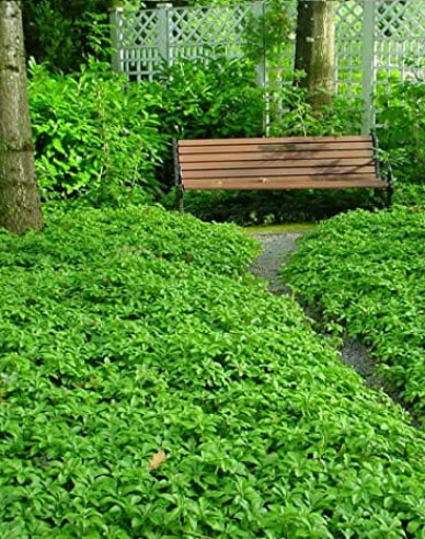 Pachysandra vrcholová