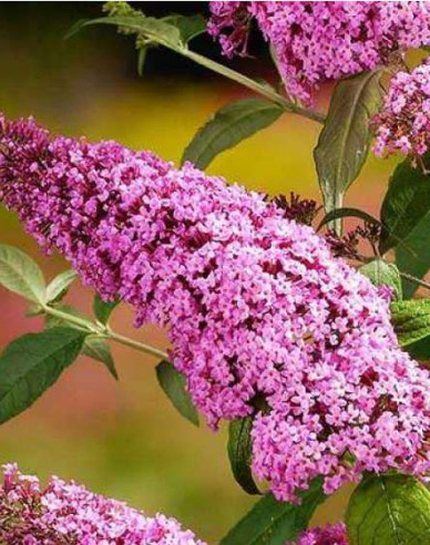 Budleja davidii ’Pink Delight’