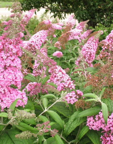 Budleja davidii ’Pink Delight’