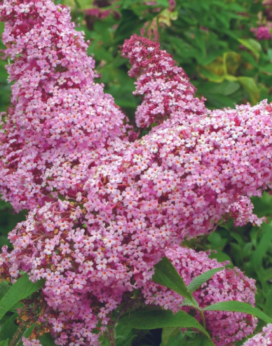 Budleja davidii ’Pink Delight’