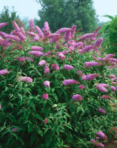 Budleja davidii ’Pink Delight’