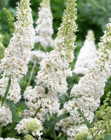 Budleja davidii ’White Profusion´