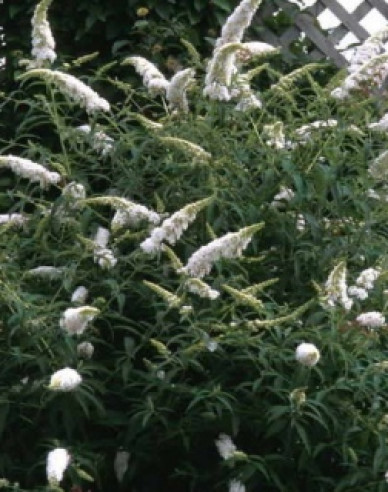 Budleja davidii ’White Profusion´